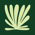 Eucalyptus