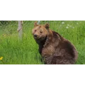FOUR PAWS International